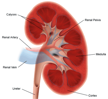 kidney_anatomy2